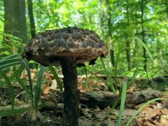 Strobilomyces strobilaceus, pikkelyes tinórú (védett)