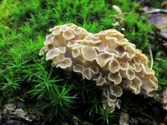 Polyporus umbellatus, tüskegomba (védett)