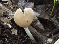 Helvella ephippium, bársonyos papsapkagomba