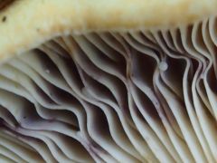Lactarius flavidus, sárgáslilás tejelőgomba