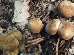 Lactarius fuliginosus, vörösödőhúsú tejelőgomba