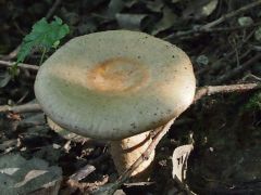 Lactarius hortensis, mogyoró tejelőgomba