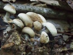 Asterophora lycoperdoides, porzó elősdigomba