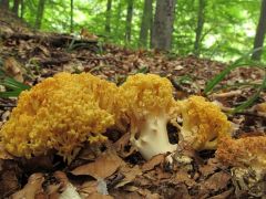 Sárga korallgomba, Ramaria flava
