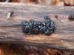 Kormos mirigygomba, Exidia nigricans