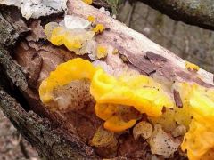Tremella mesenterica, aranyos rezgőgomba