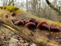 Auricularia auricula-judae, júdásfülgomba
