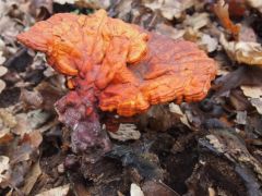 Ganoderma lucidum, pecsétviaszgomba