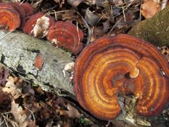 Daedaleopsis tricolor, háromszínű egyrétűtapló