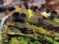 Cyathus striatus, csíkos pohárgomba