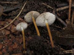 Strobilurus stephanocystis, enyhe tobozfülőke