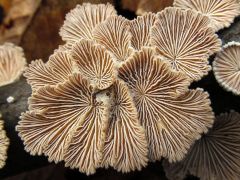 Schizophyllum commune, hasadtlemezű gomba - alaposan kielemeztük!