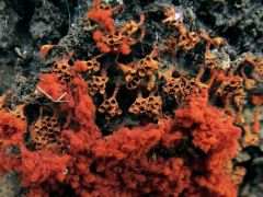 Metatrichia vesparium, darázsfészek "nyálkagomba"*