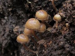 Mycena tintinnabulum, téli tintagomba