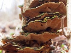 Phellinus ribis, ribiszketapló