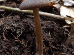 Entoloma vernum, tavaszi döggomba