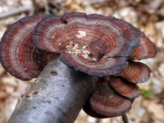 Daedaleopsis tricolor, háromszínű egyrétűtapló