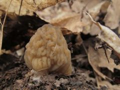 Verpa bohemica, cseh kucsmagomba