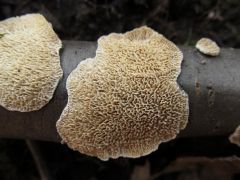 Irpex lacteus, fehérbélű egyrétűtapló