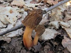 Verpa bohemica, cseh kucsmagomba
