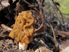 Verpa bohemica, cseh kucsmagomba