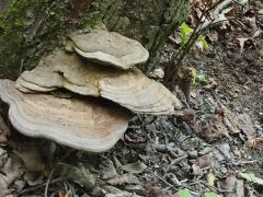 Ganoderma applanatum, deres tapló
