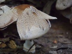 Coprinellus domesticus, házi tintagomba