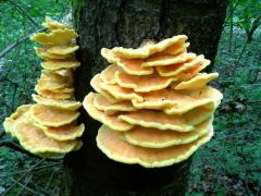 Laetiporus sulphureus, sárga gévagomba
