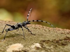 Havasi cincér, Rosalia alpina (védett)