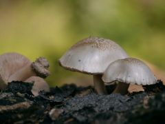 Fehér csengettyűgomba, Pluteus pellitus