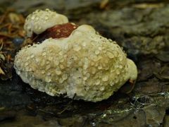 Szegett tapló, Fomitopsis pinicola