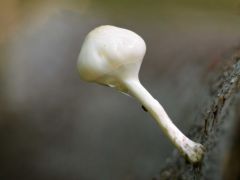 Gyűrűs fülőke, Mucidula mucida