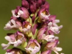 Sömörös kosbor, Orchis ustulata (védett)