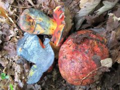 Boletus rhodopurpureus, bíborvörös tinóru