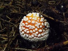 Kedvenc fotótéma