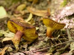 Lemezes tinóru, Phylloporus pelletieri