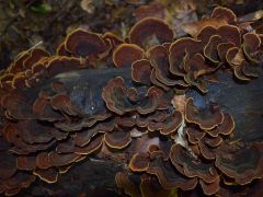 Bársonyos réteggomba, Stereum subtomentosum