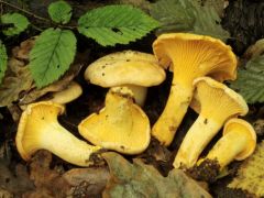 Cantharellus pallens - Zubogyon még volt