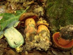 Neoboletus xanthopus, az egyik új faj
