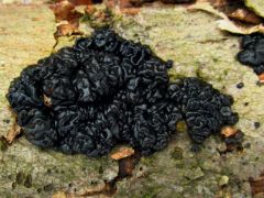 Kormos mirigygomba - ennek is örülünk