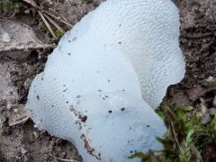 Kocsonyás álgereben, Pseudohydnum gelatinosum