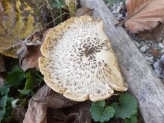 Nyár-fagomba az útszegély fáján