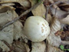 Tintagomba faj, búcsúzóul
