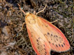 Miltochrista miniata, piros medvelepke