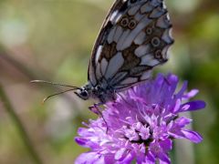 Melanargia galathea, sakktáblalepke ördögszemen