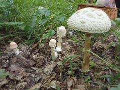 Piruló őzlábgomba