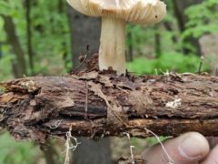 Széleslemezű fülőke, a jellegzetes micélium zsinórral