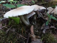 Fehér porhanyósgomba közelebbről