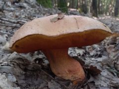 Borvörös tinórú - sokat találtunk belőle
