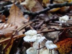 Apró szegfűgomba a neve